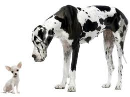 Animal and Wildlife Jigsaw Puzzles