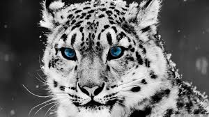 Black and White Jigsaw Puzzles