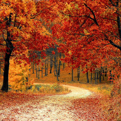 Fall Puzzles