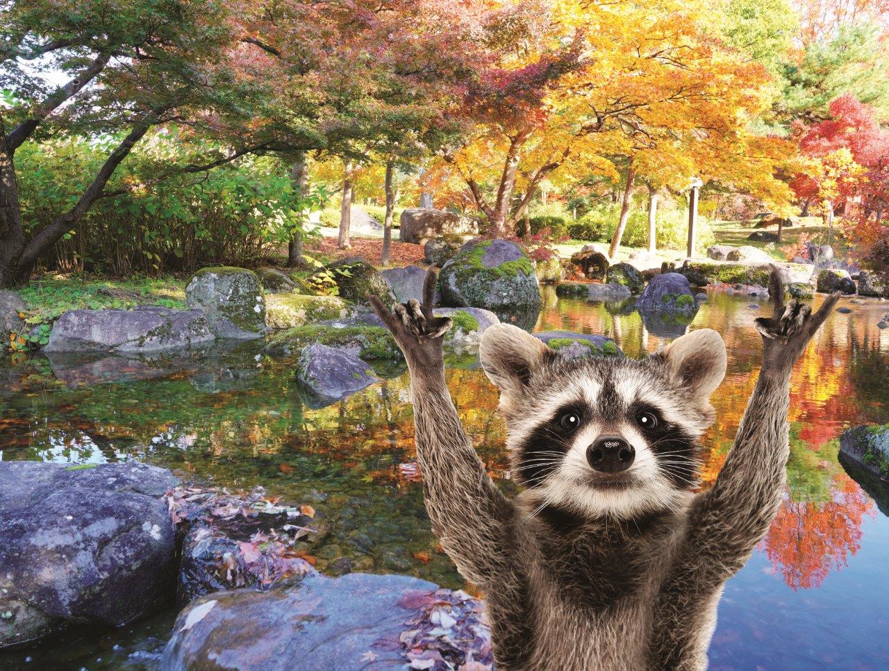 Temps de famille - Raccoon (200pcs)