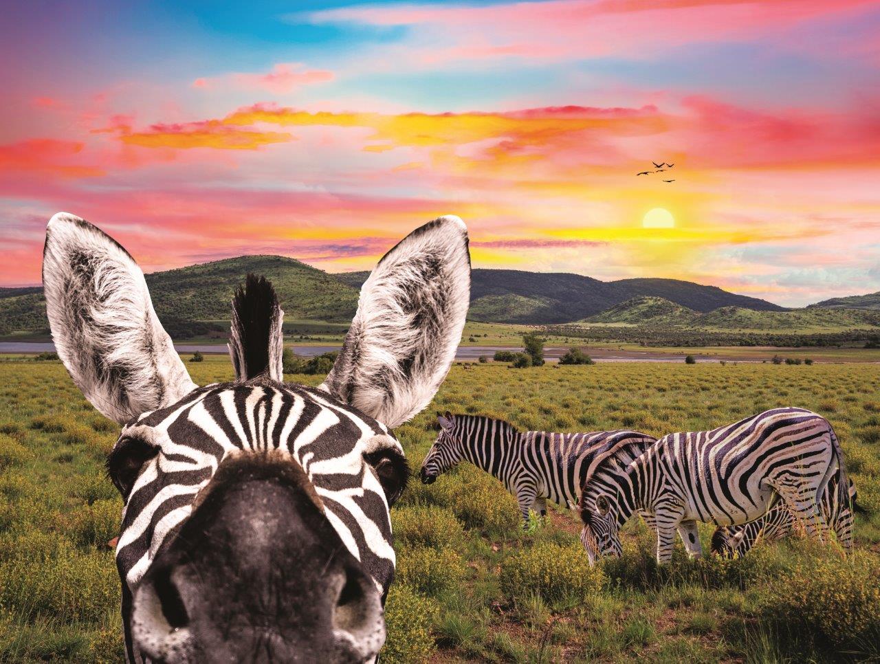 Temps de famille - Zebra (200pcs)