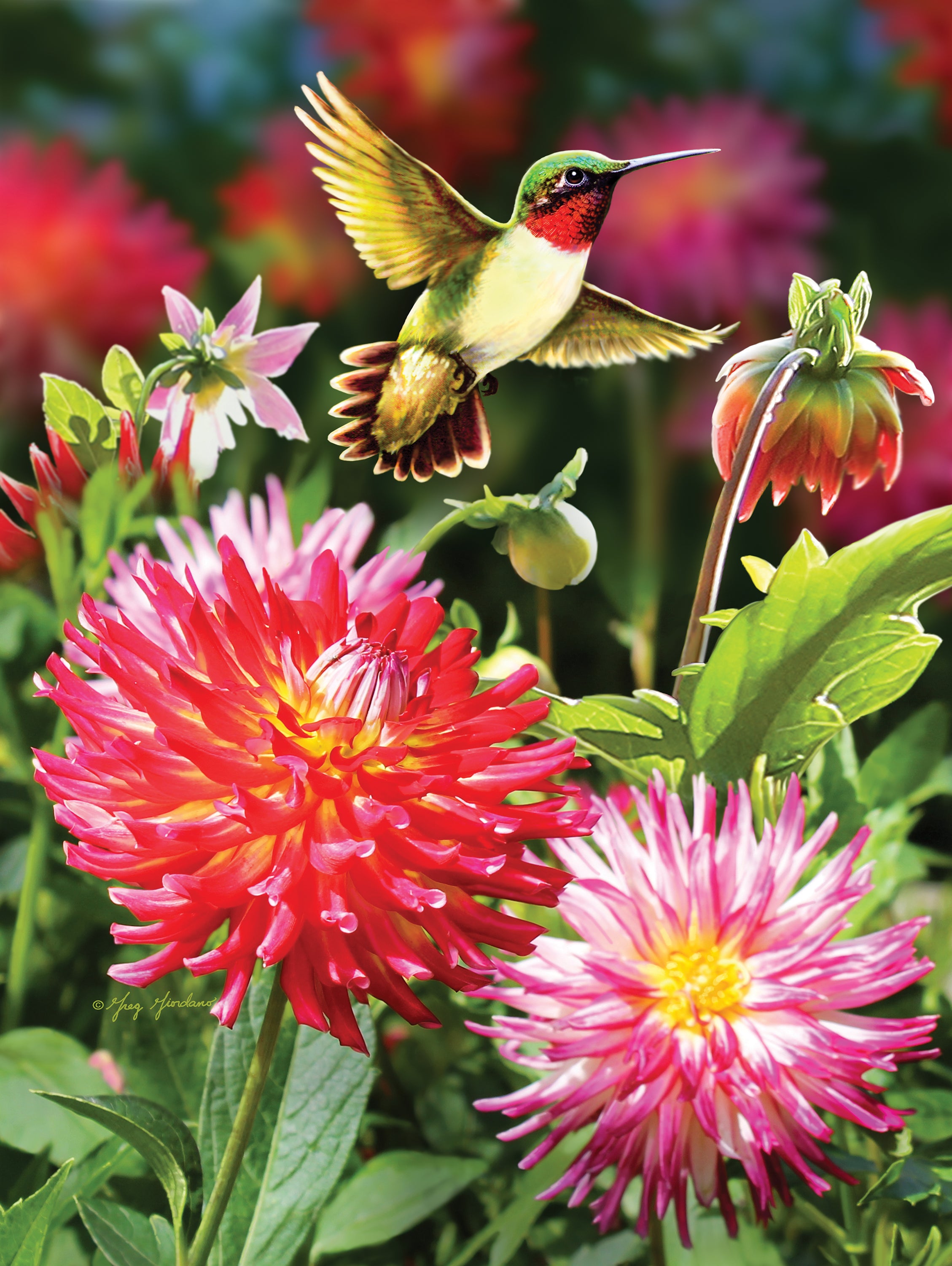 PFG Hummingbirds & Dahlia , Greg Giordano (550pcs) (Usage/Used - PUZZLES FOR GOOD)