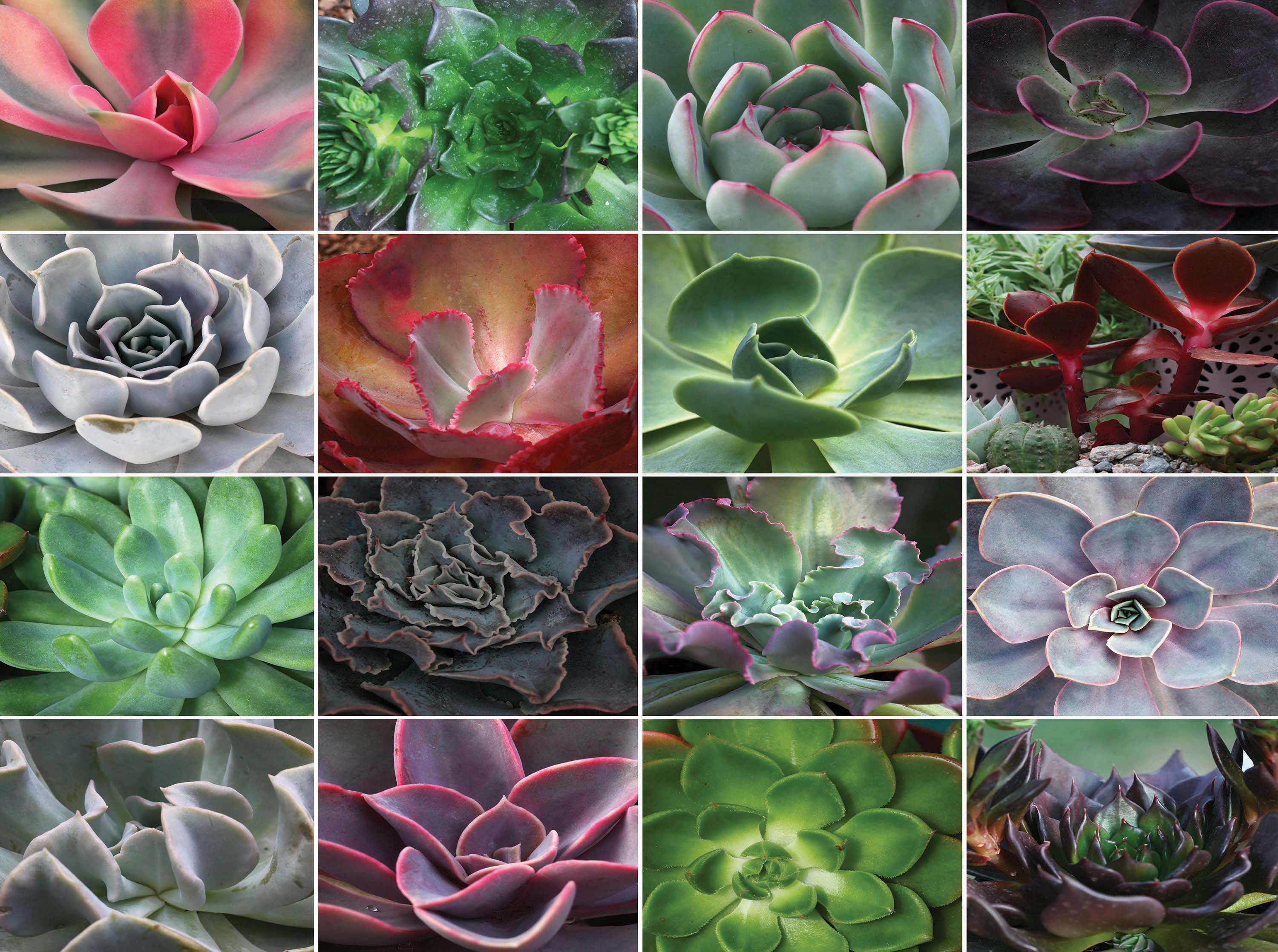 DMG Colorful Collage - Succulent Plants (1000pcs) (DAMAGED BOX)