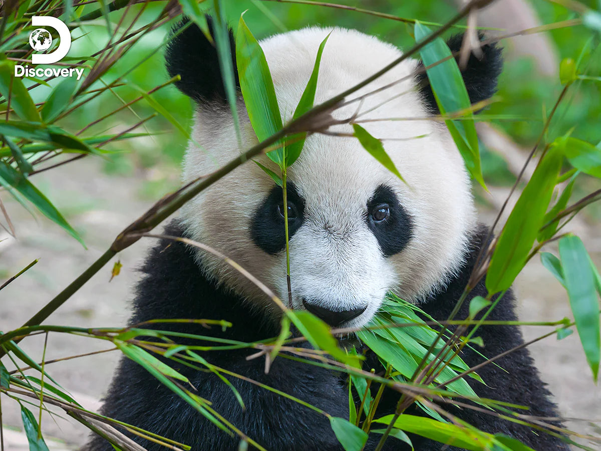 Discovery - Giant Panda (3D Puzzle) (500pcs)
