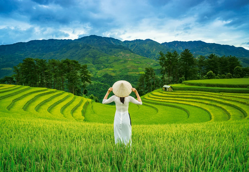 Chammes de riz au Vietnam (1000pcs)