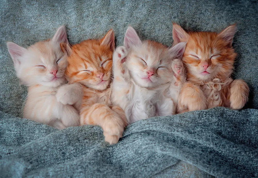 Les chatons les plus doux (1000pcs)