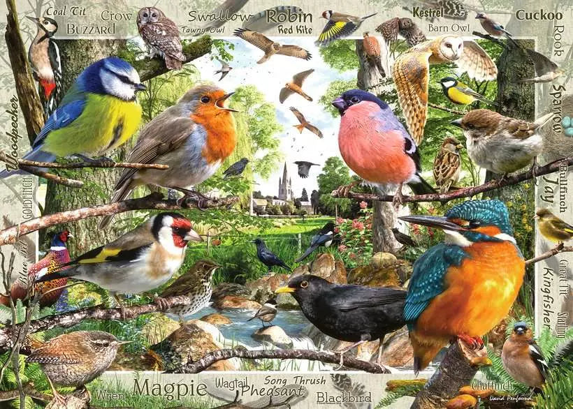 DMG Ravensburger Our Feathered Friends (1000pcs) (DAMAGED BOX)