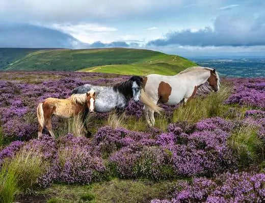 Ravensburger Wild Horses in the Heather (2000pcs)