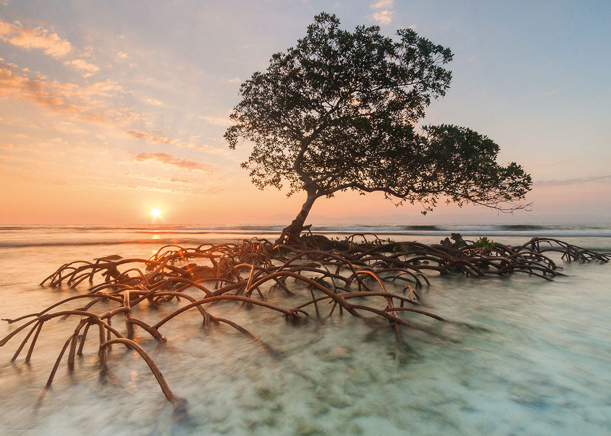 PFG Red Mangrove (1000pcs) (Usage/Used - PUZZLES FOR GOOD)
