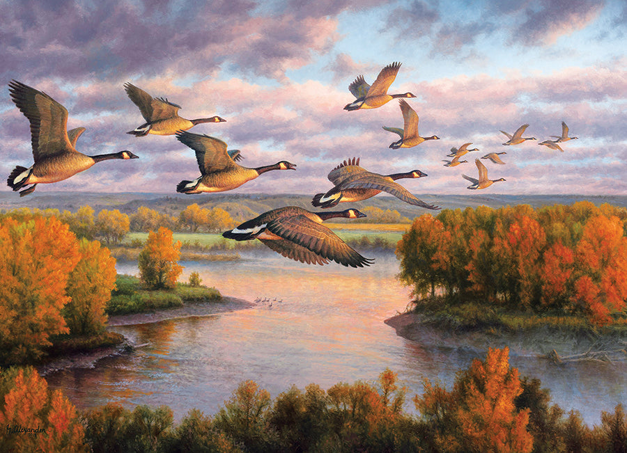 Migration (1000 pc)