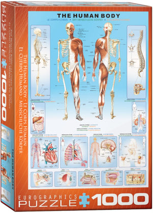 The Human Body