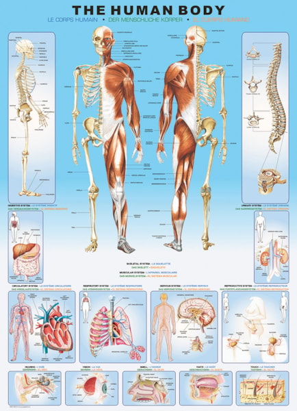 The Human Body