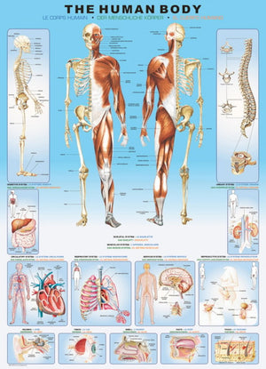 The Human Body