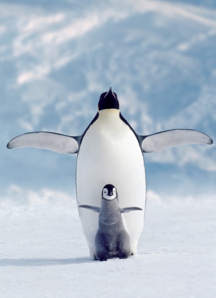Penguin and Chick