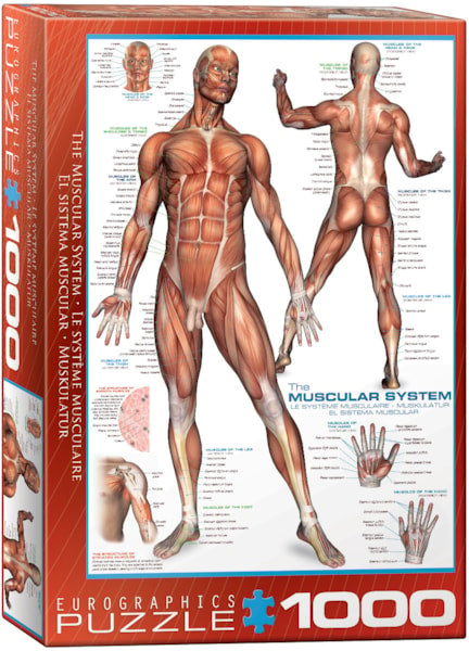 Muscular System
