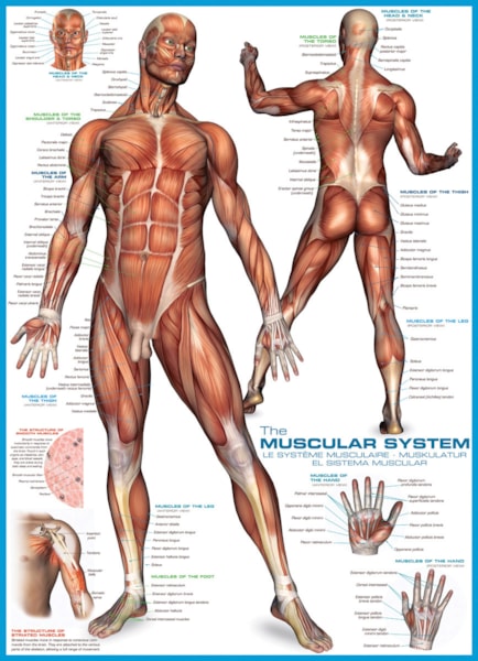 Muscular System