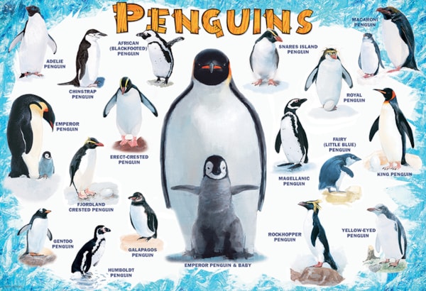 Penguins, graphiques