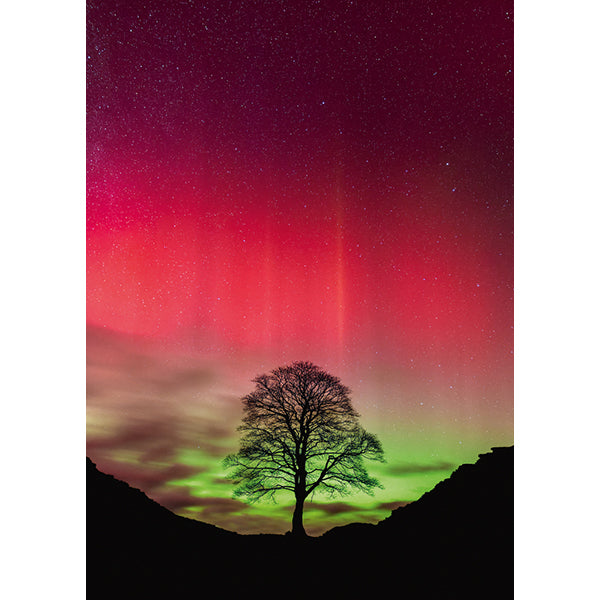 Power of Nature - Sycamore Gap (1000pcs)
