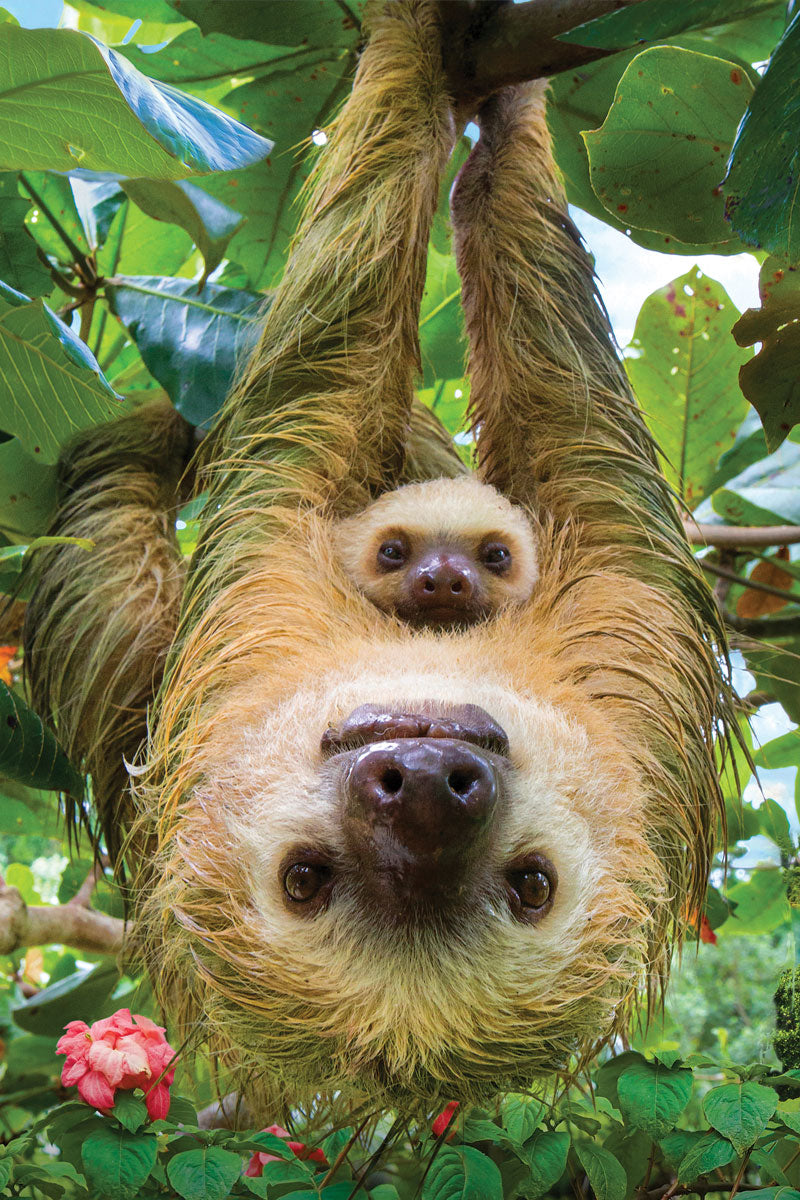 Sloths - Save Our Planet Collection (250pcs)
