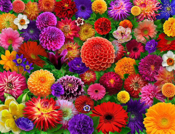 Blooming Every Daisy (500pcs)