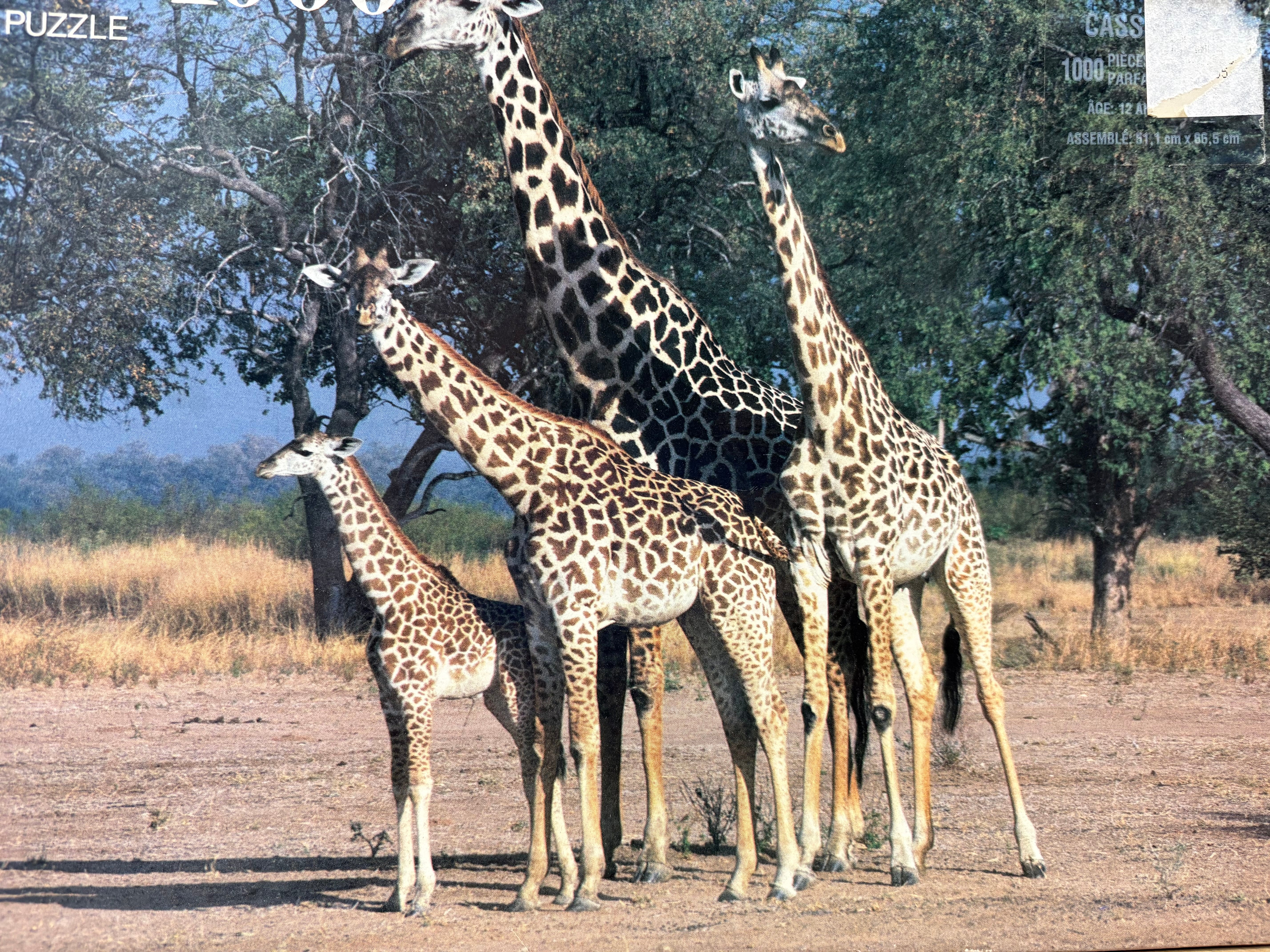 PFG Giraffes, Zambia, Africa (Usage/Used - PUZZLES FOR GOOD)