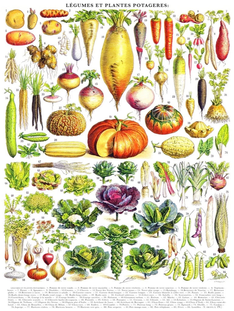 Collection vintage - légumes / légumineuses (1000 pc)