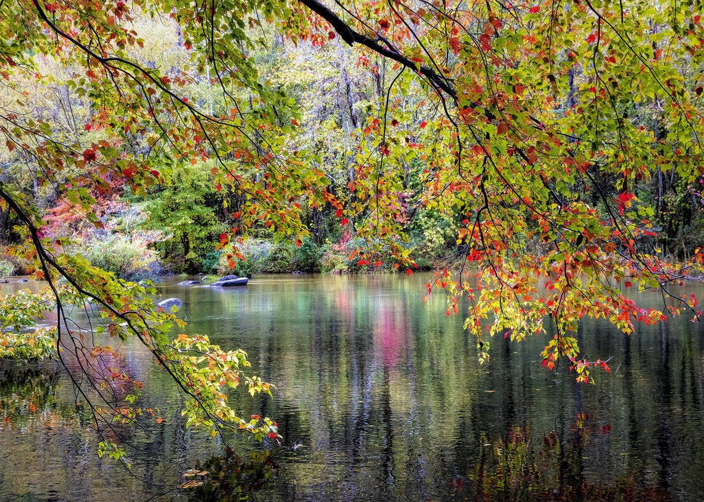 Branches on the Edge of the River (1000pcs)
