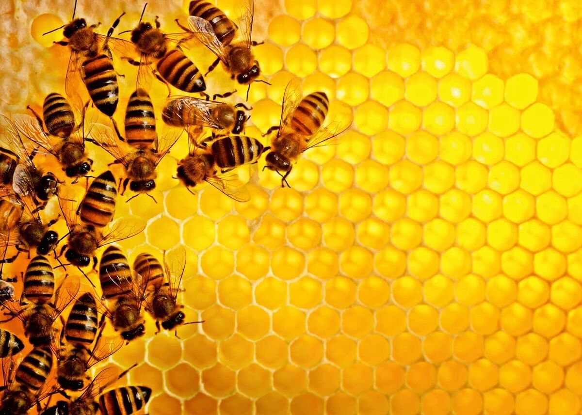 Challenge Ravensburger - Abeilles (1000pcs)