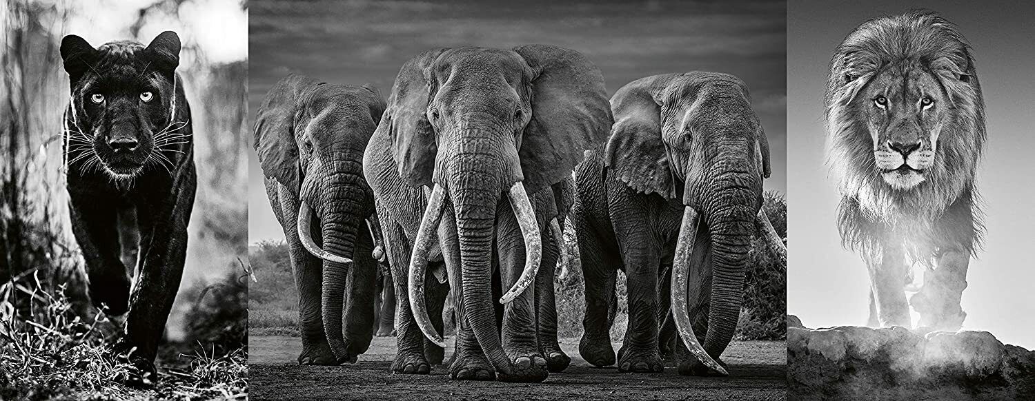 Ravensburger Triptych - Panter, éléphants, lion (1000pcs) (panoramique)