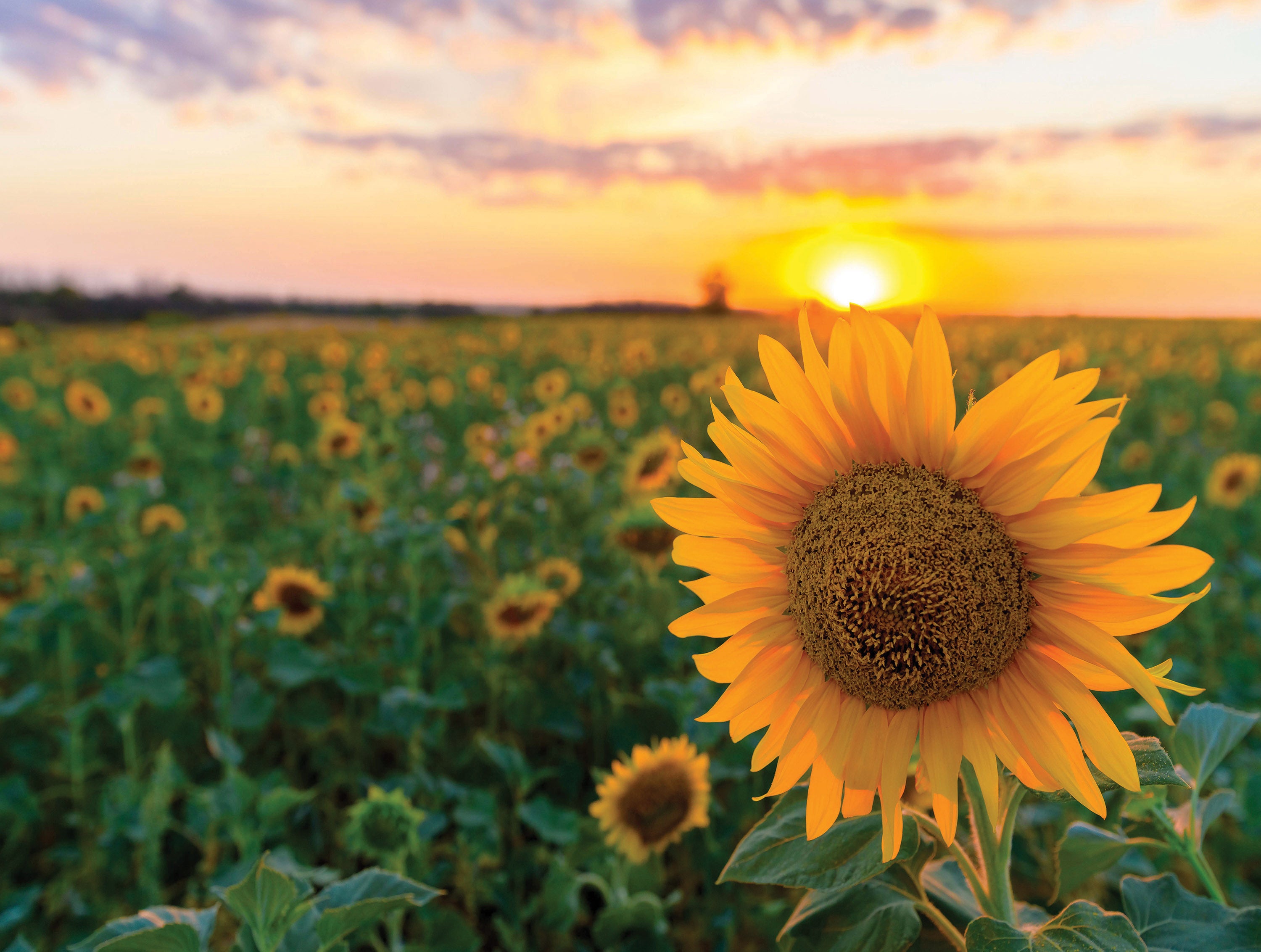 Postcard Collection -  Sunflower Field at Sunset (550pcs)