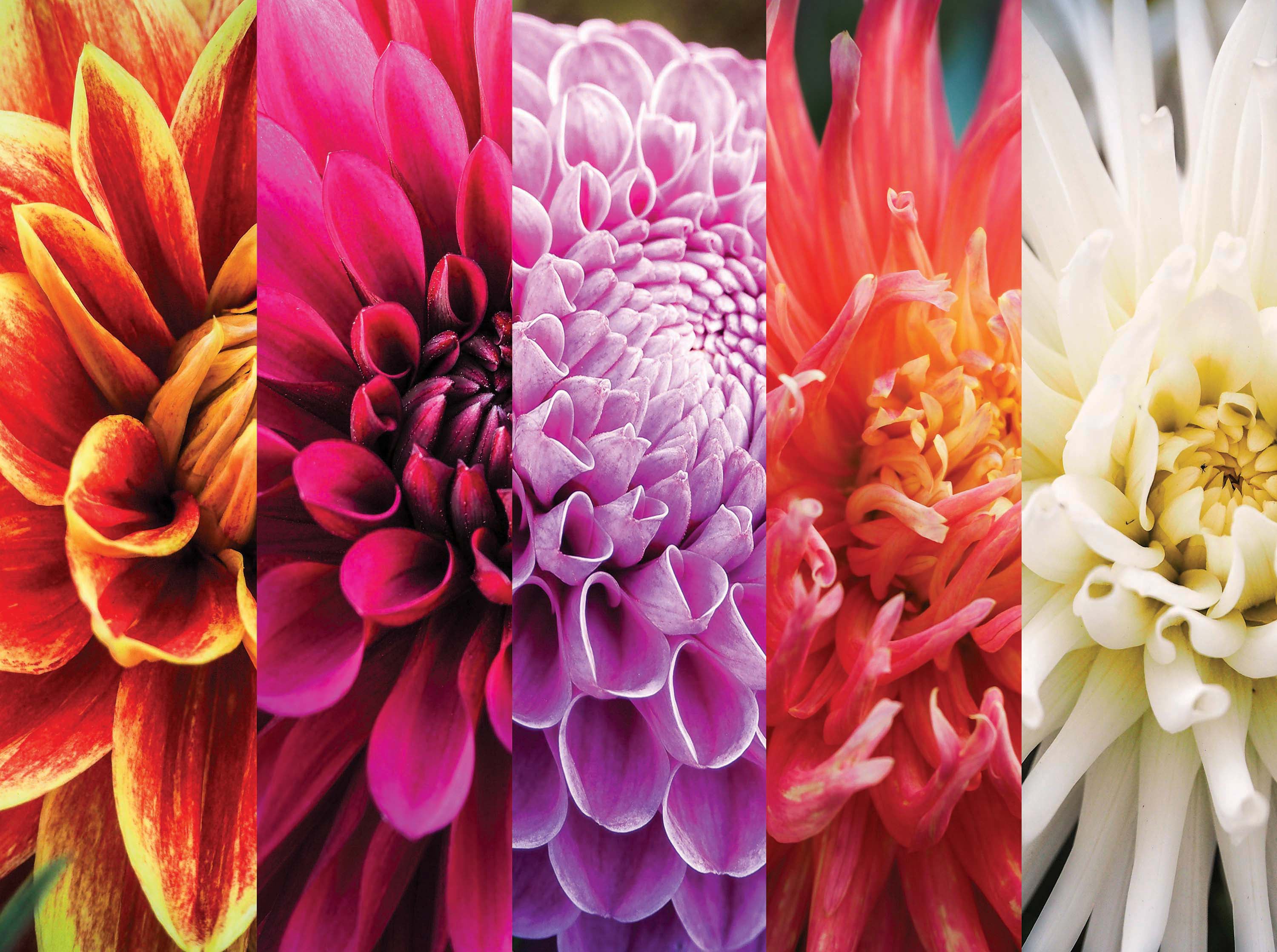 Collage coloré - Fleurs d'automne Dahlia (1000pcs)