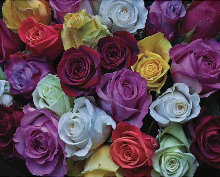 Palette PFG de roses (USAGÉ / USET - puzzles pour de bon)