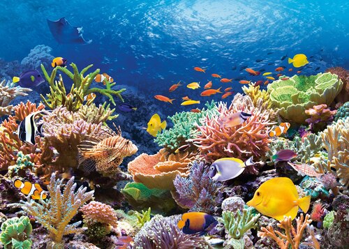 Coral Reef Fishes (1000pcs)