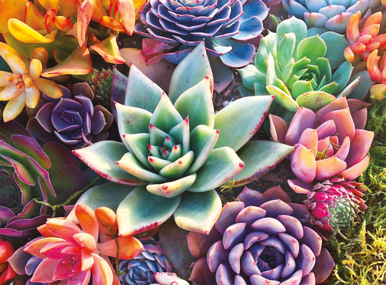 Photography: Simple Succulent
