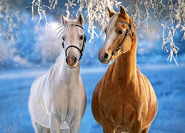 The Winter Horses, Castorland