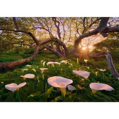 Magic Forests - Calla Clearing (1000pcs)