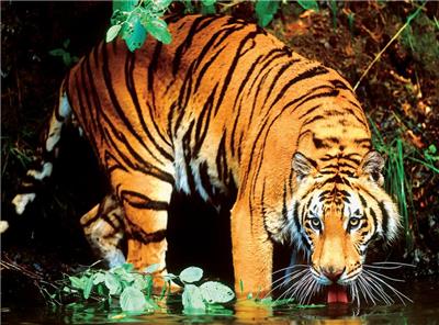 Tigre du Bengale