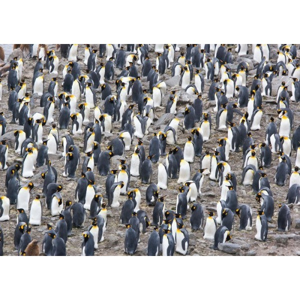 King Penguin Colony (1500pcs)