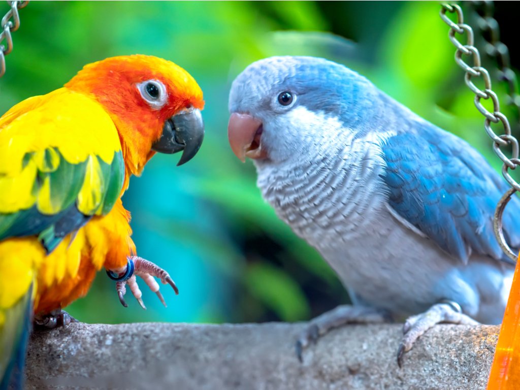Playful Pastimes - Love Birds (750 pcs)