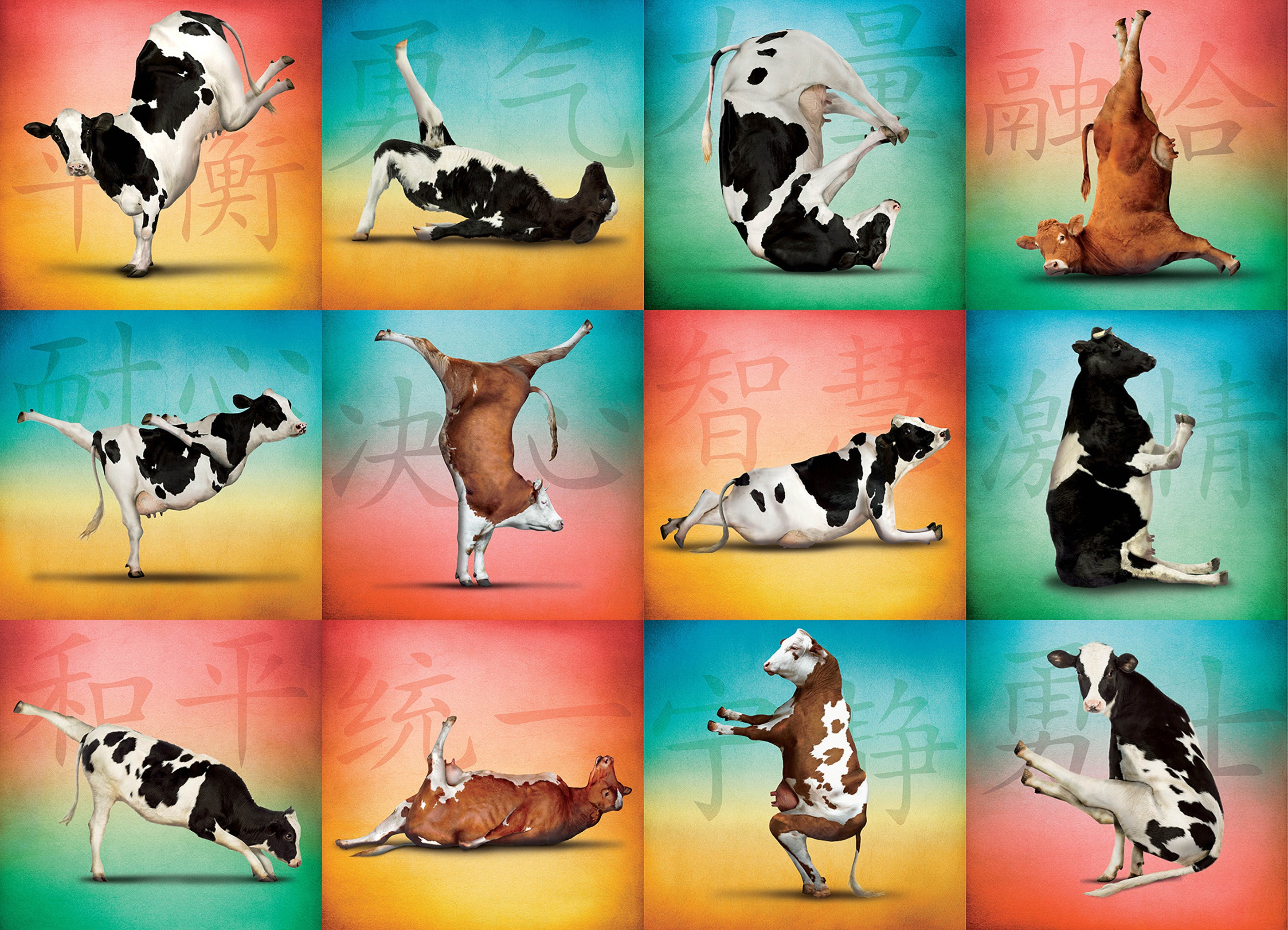 Yoga de vache (1000pcs)