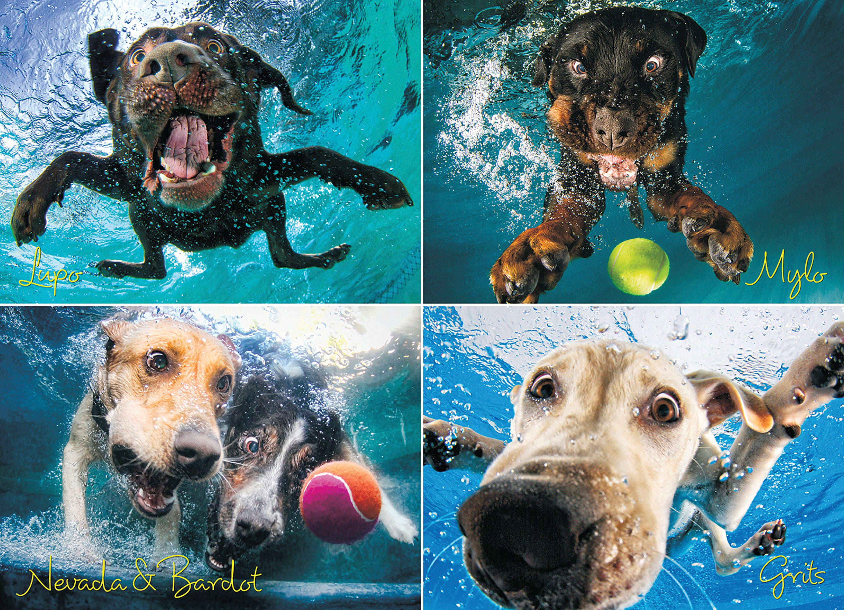 Chiens sous-marins: Splash (1000pcs)