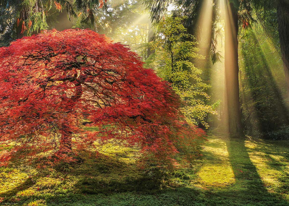 Forêts magiques - Lumière guidée, Aaron Reed (1000pcs)