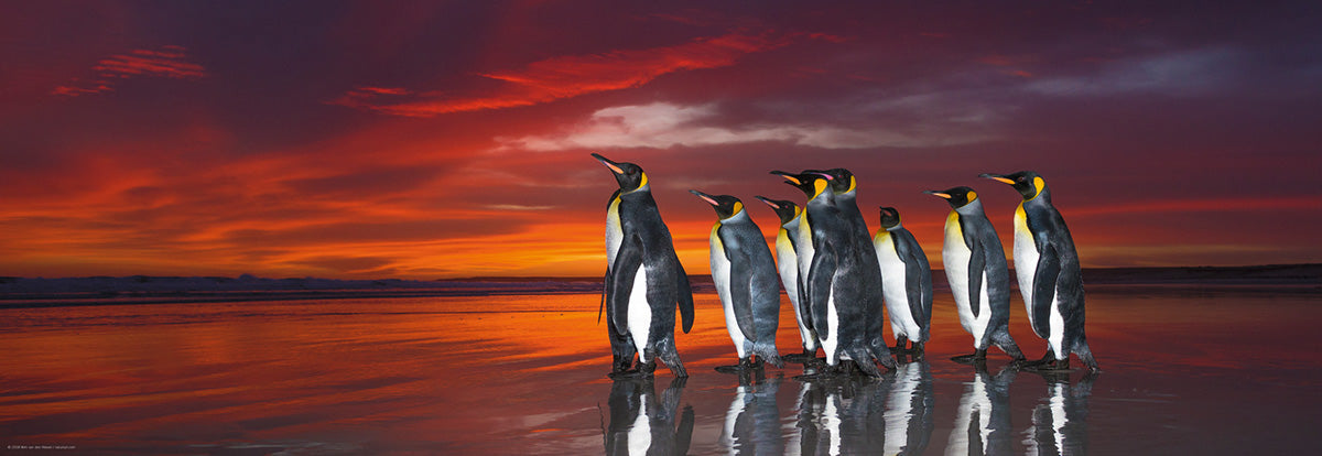 King Penguins, AVH (Panorama)  (1000pcs)