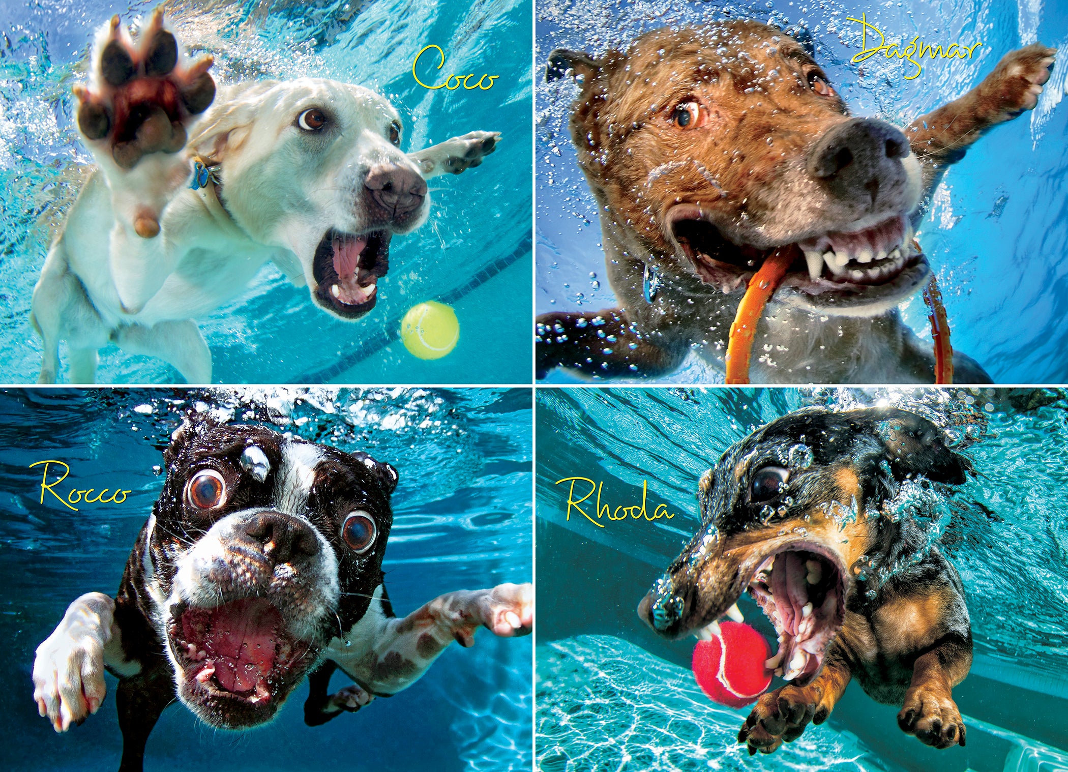 Chiens sous-marins: Pool Pawty (1000pcs)