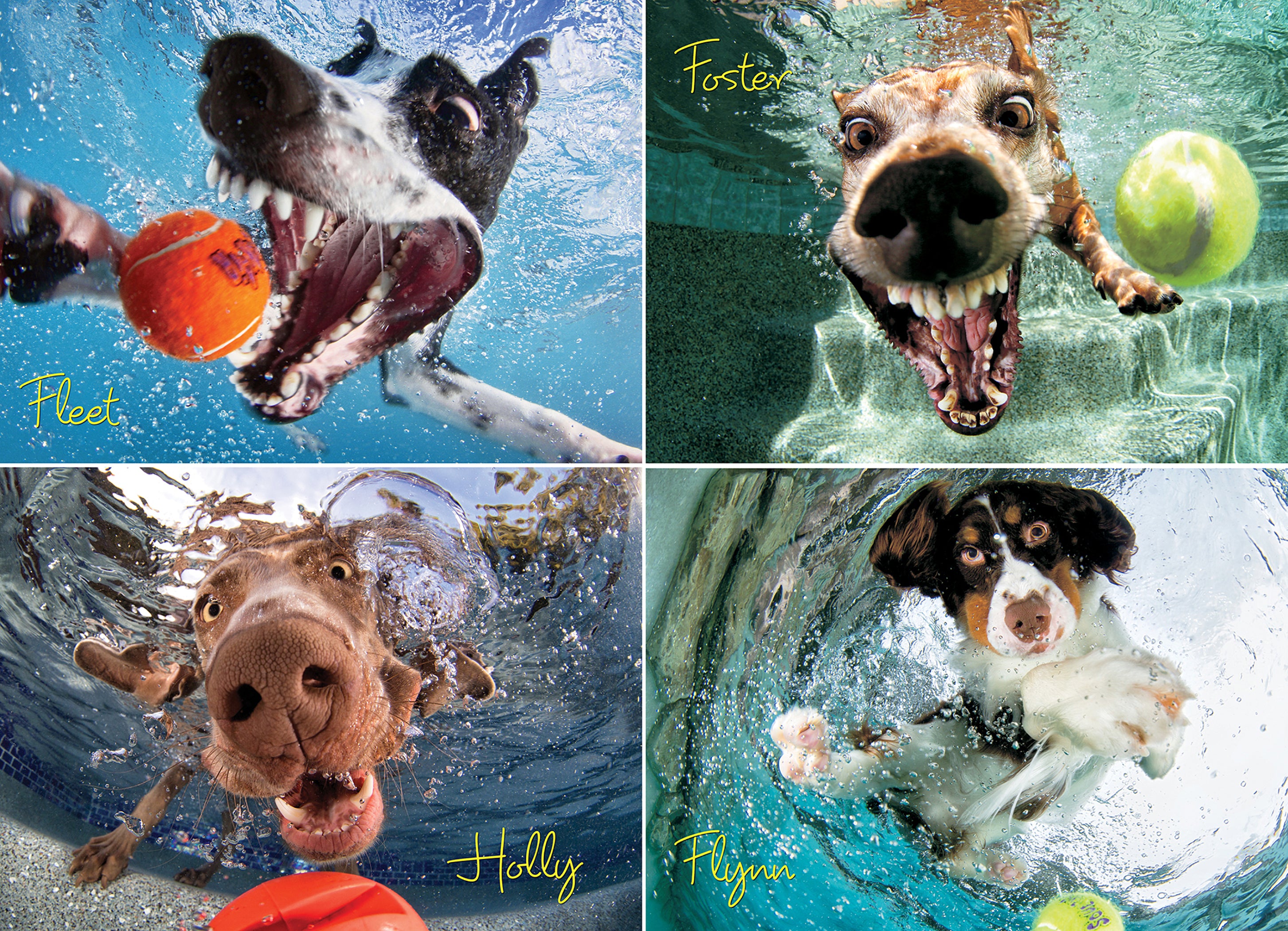 Chiens sous-marins: jouer au ballon (1000pcs)
