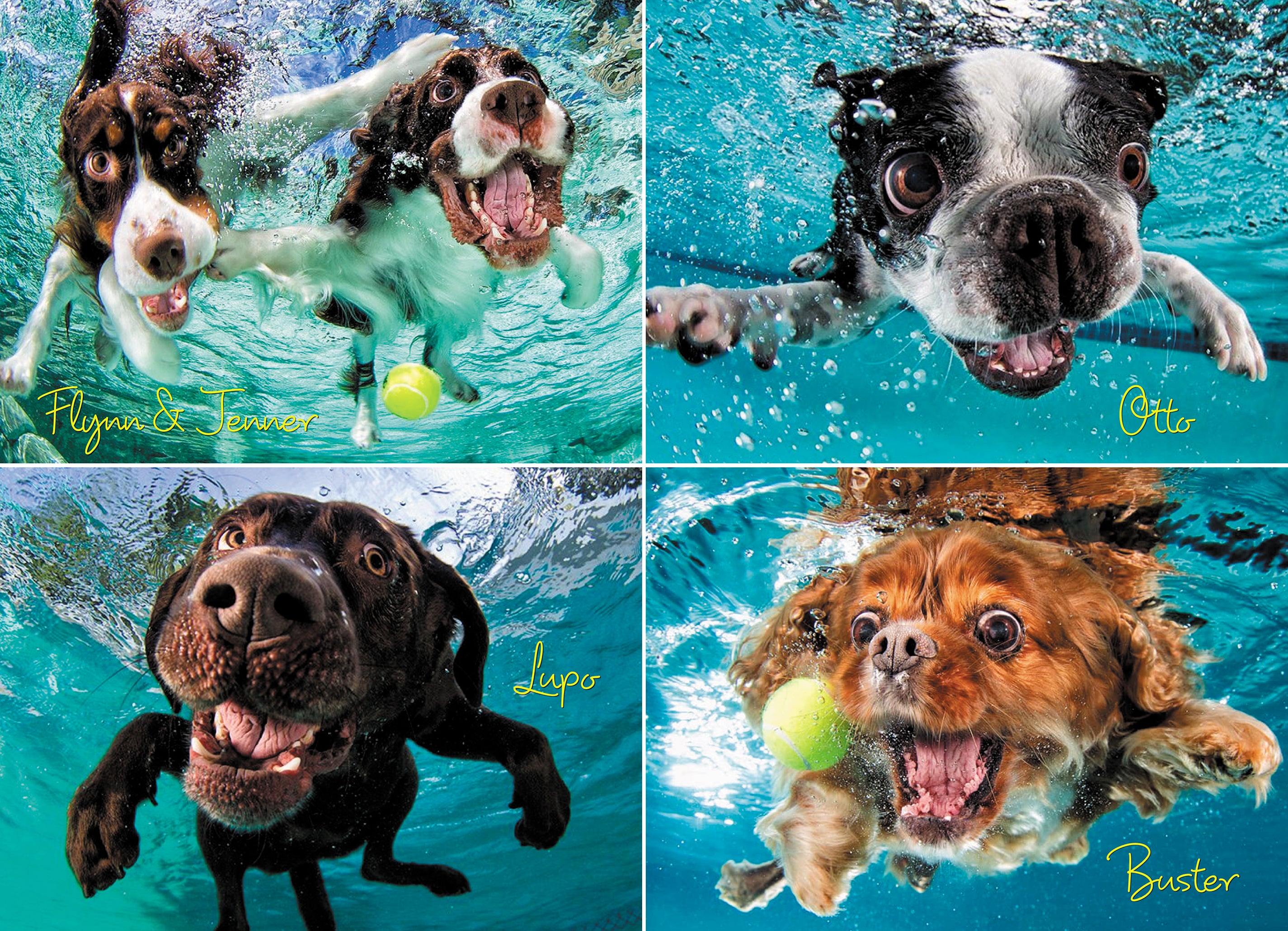 Chiens sous-marins: eau de rouff (1000pcs)