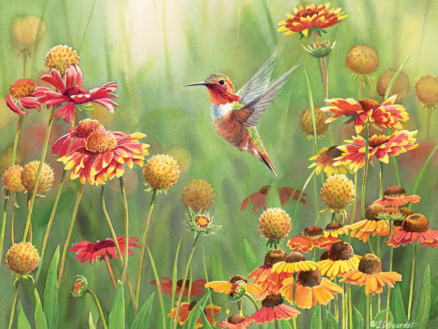 Hummingbird roux (500 pc)