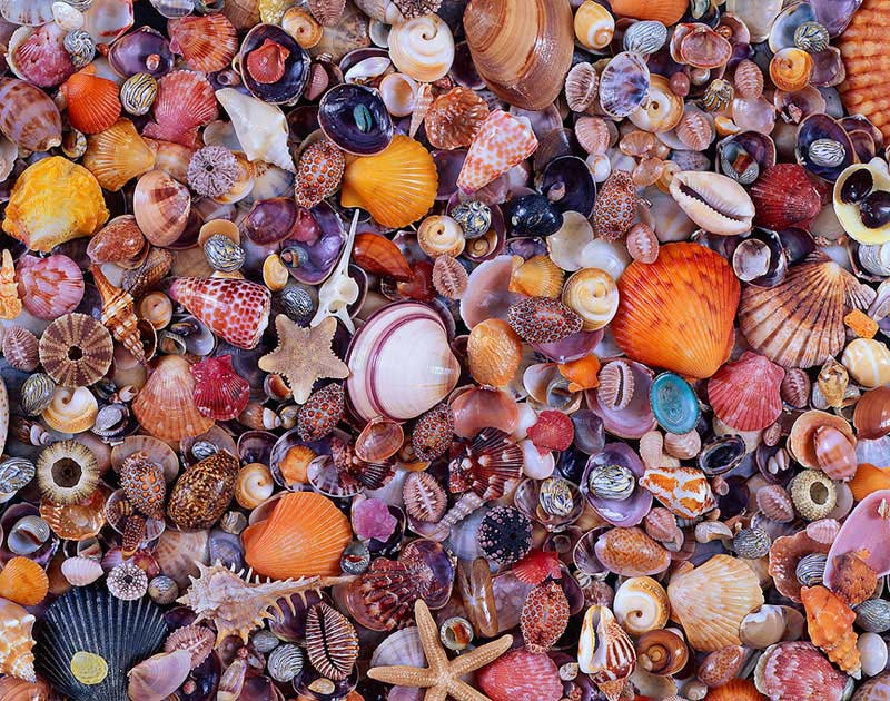PFG Sea Shells (Usage/Used - PUZZLES FOR GOOD)