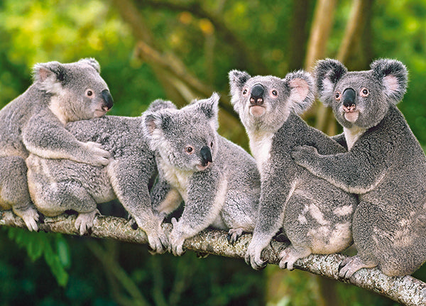 Famille de Koalas, Shin Yoshino