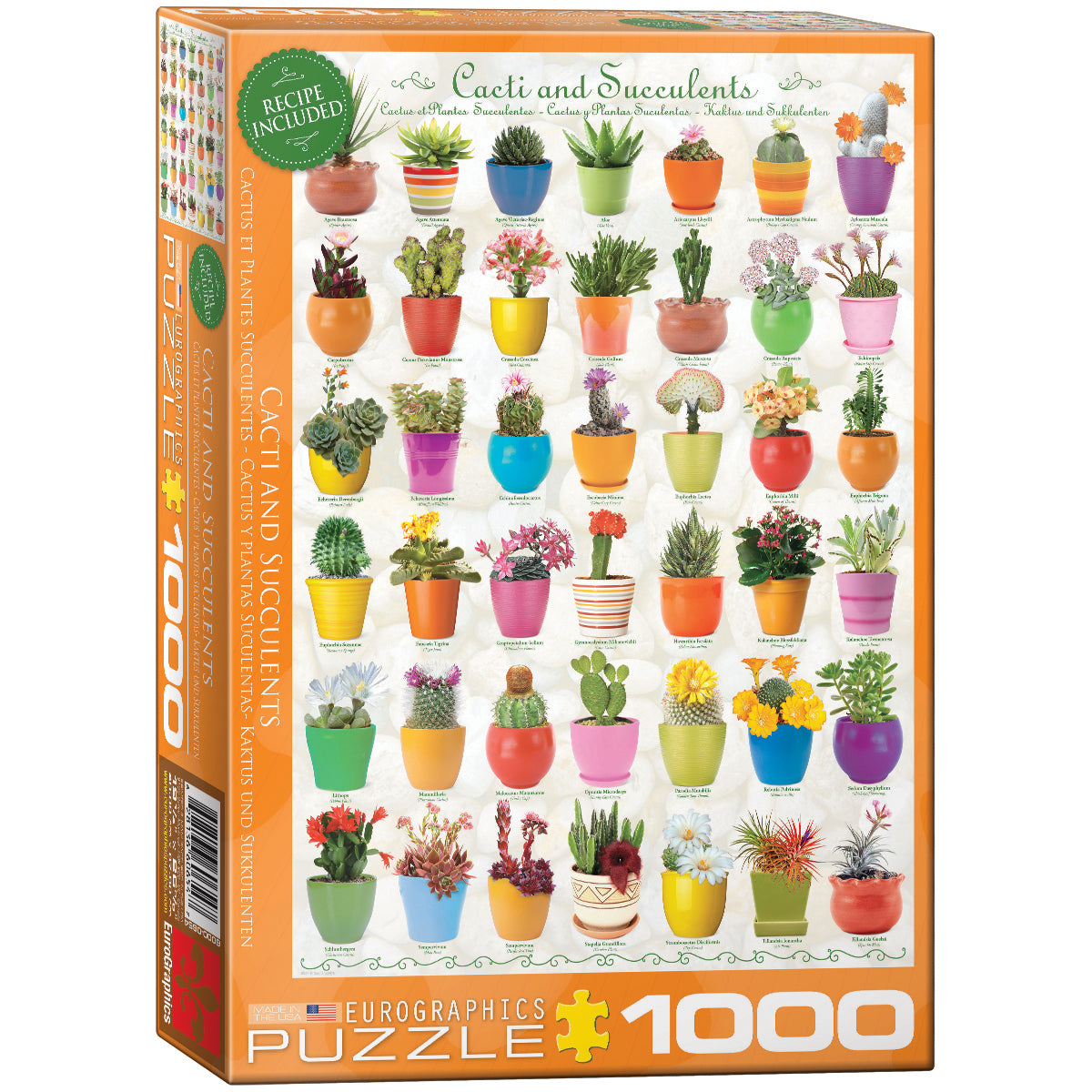 Cactus et plantes succulentes - iroma360.com
